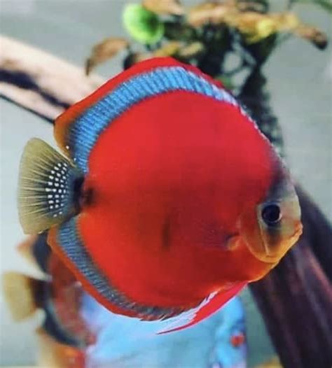 blue rim discus.